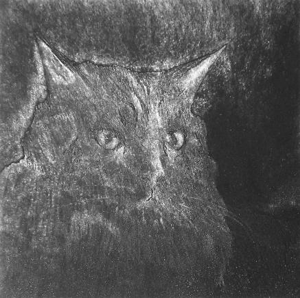 nuit de chat - Hervé Sachy