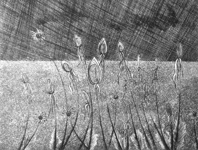 été - Hervé Sachy