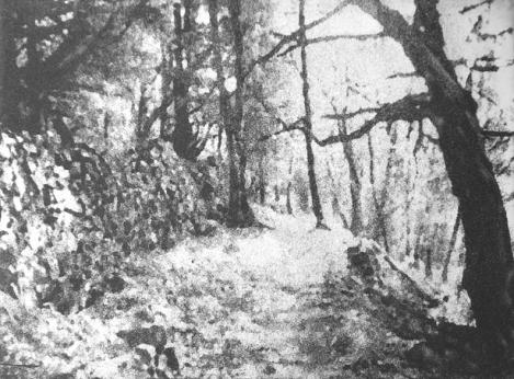 sous les arbres - Hervé Sachy