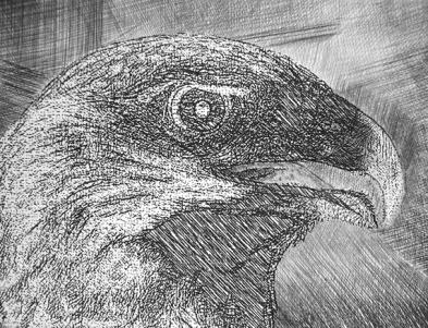 rapace - Hervé Sachy