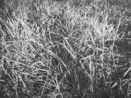 herbes folles - Hervé Sachy