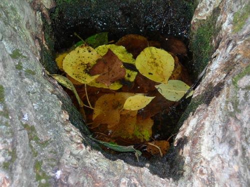 August - Olga Panfilova