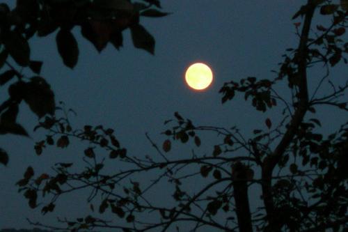 In the garden - Olga Panfilova