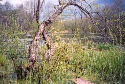 Izvara-2 - Olga Panfilova