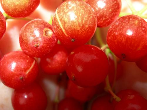 Kalina-berry - Olga Panfilova