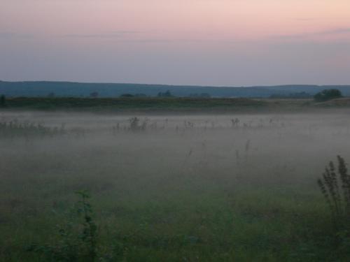 Meadow - Olga Panfilova