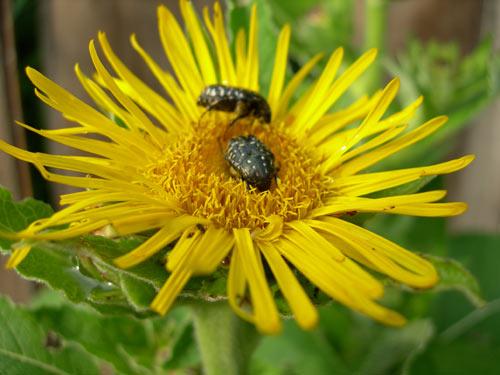 Midday - Olga Panfilova