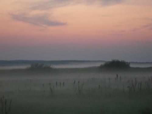 Mist - Olga Panfilova