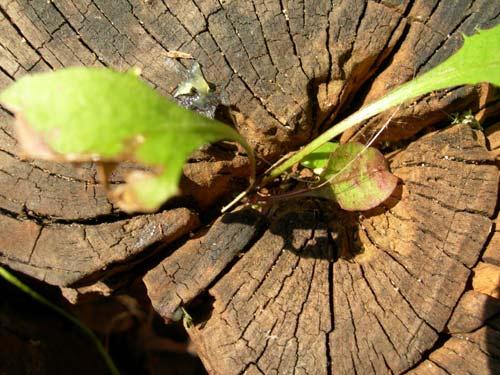 New day - Olga Panfilova