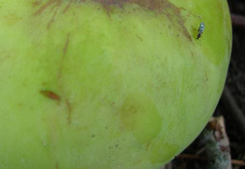 The Green planet - Olga Panfilova