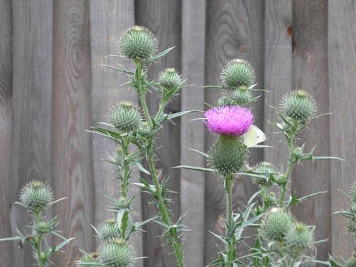 Thistle - Olga Panfilova
