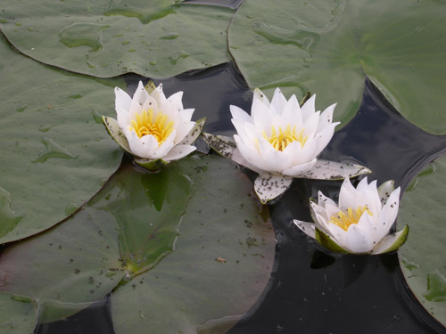 Water Lily - Olga Panfilova