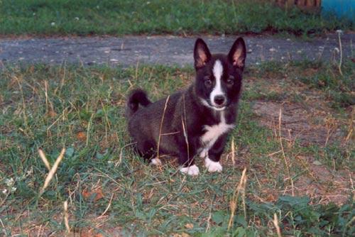 Without Friend - Olga Panfilova