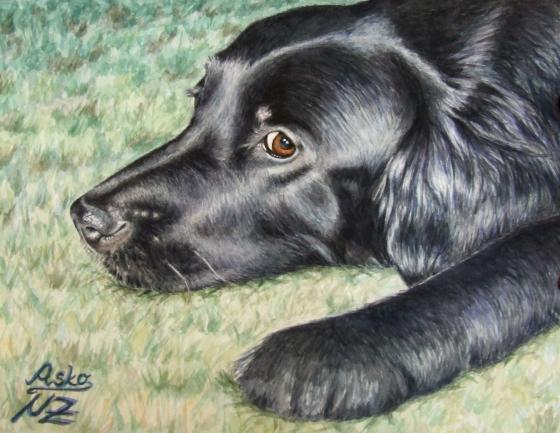 Flat Coated Retriever - Nicole Zeug