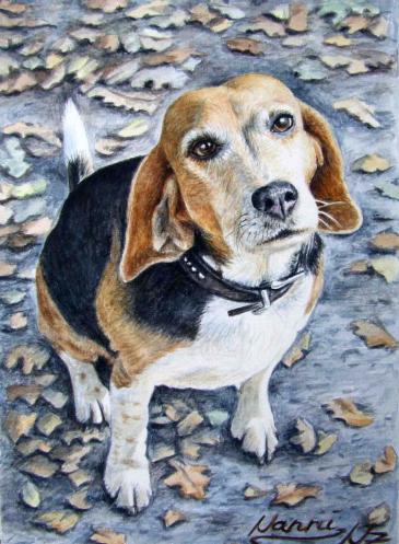 Beagle Nanni - Nicole Zeug