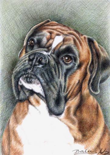 Boxer Balu - Nicole Zeug
