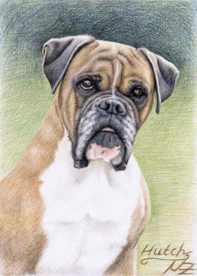 Boxer Hutch - Nicole Zeug