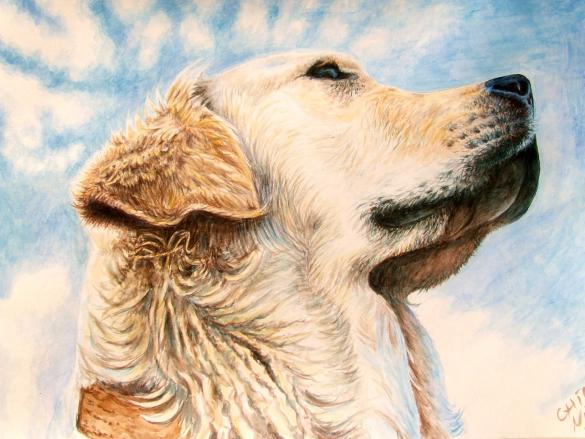 Golden Retriever - Nicole Zeug - Cliquer pour afficher en grand