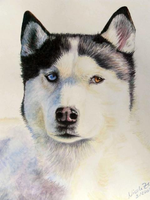 Husky Blue - Nicole Zeug