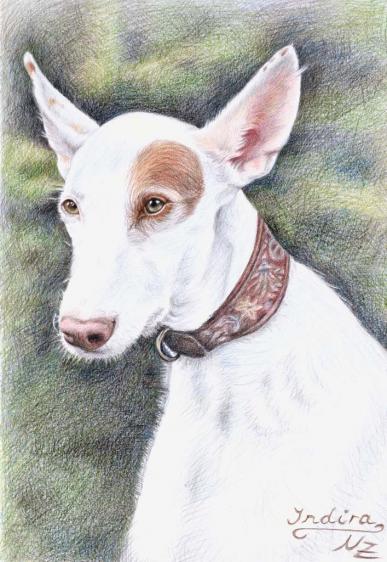 Podenco Indira - Nicole Zeug