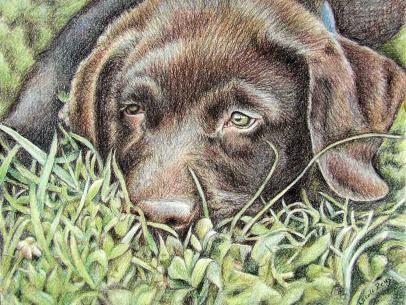 Labrador Puppy - Nicole Zeug