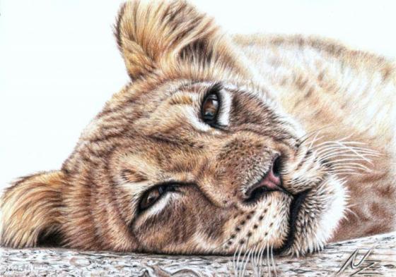 Tired Young Lion - Nicole Zeug