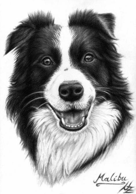 Border Collie - Nicole Zeug
