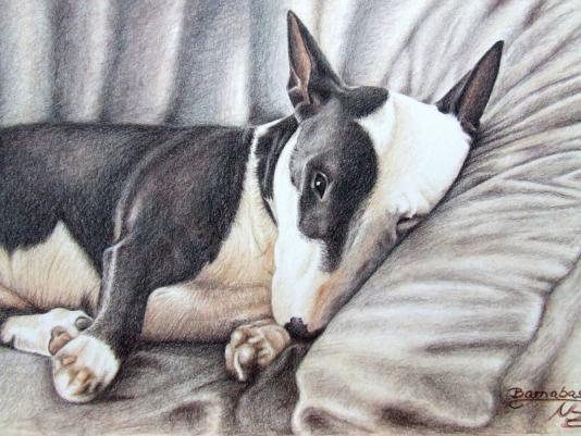 Mini Bulldog Terrier - Nicole Zeug