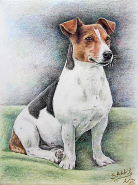 Jack Russell Terrier Sally - Nicole Zeug
