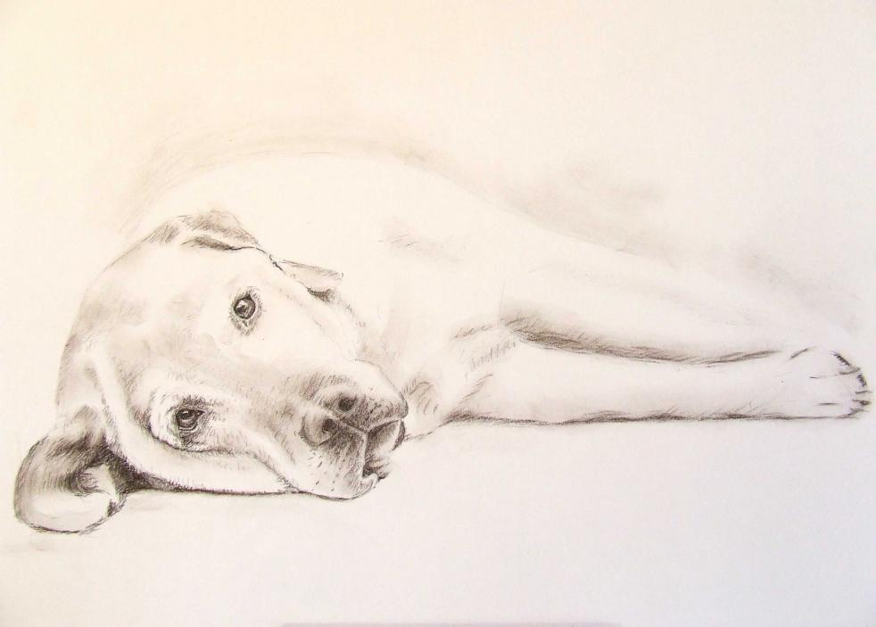 Labrador - Nicole Zeug - Click to enlarge
