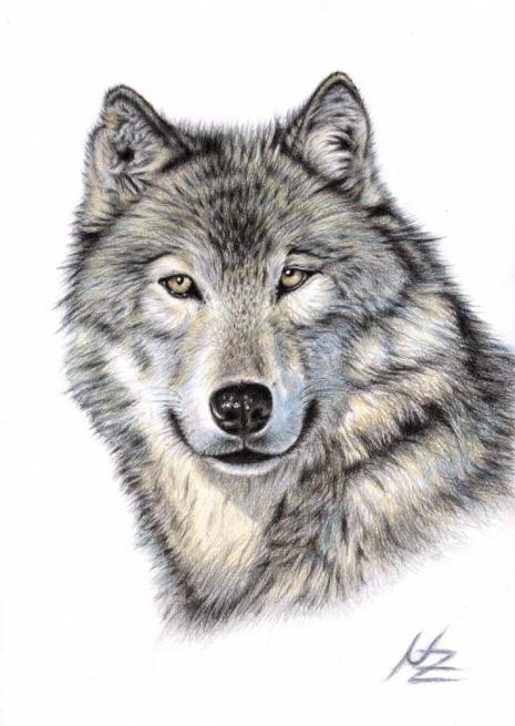The Wolf - Nicole Zeug