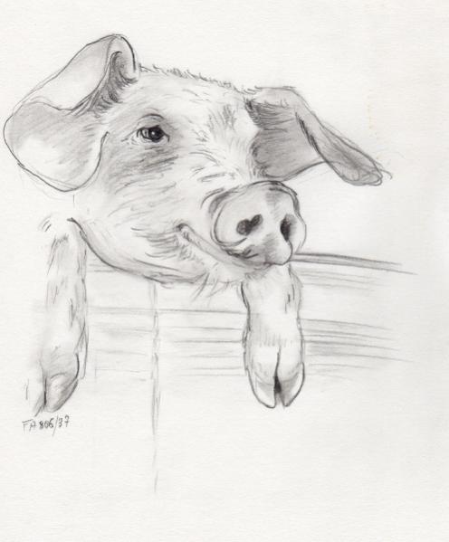 cochon - Martial Arnaud
