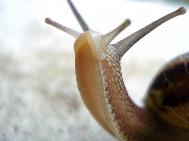 snail 1 - Anna Stier - Cliquer pour afficher en grand