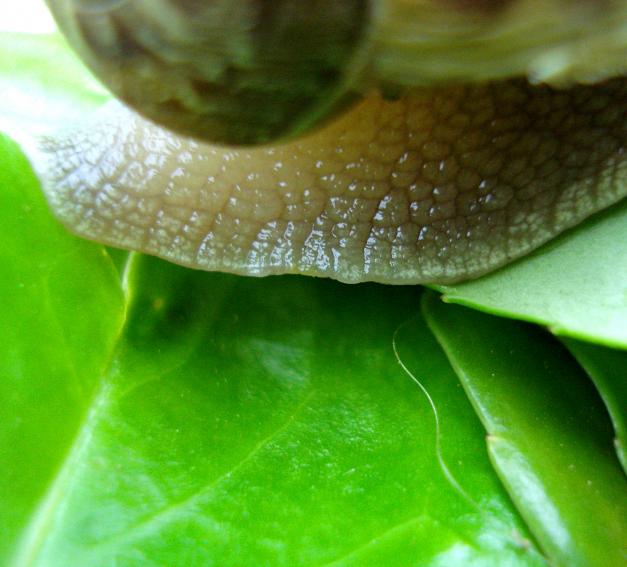 snail 2 - Anna Stier - Cliquer pour afficher en grand