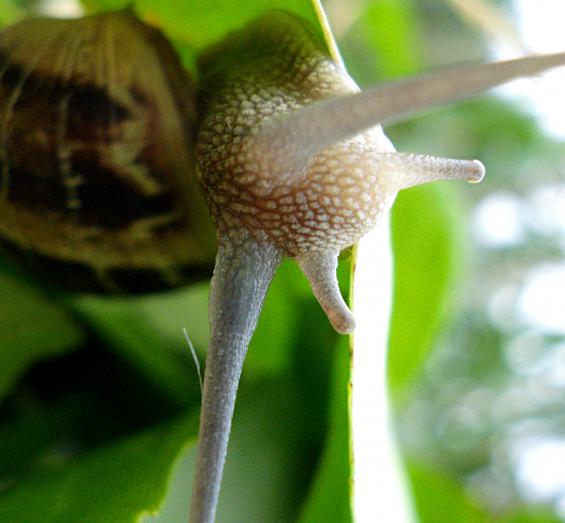 snail 3 - Anna Stier