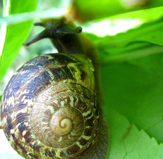 snail 4 - Anna Stier