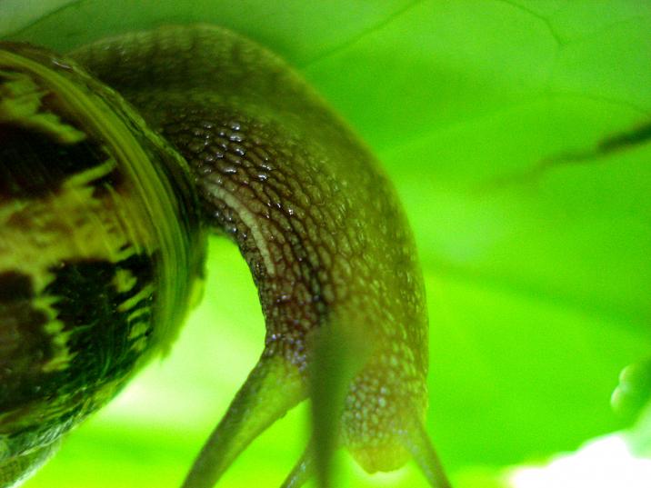 snail 6 - Anna Stier - Cliquer pour afficher en grand