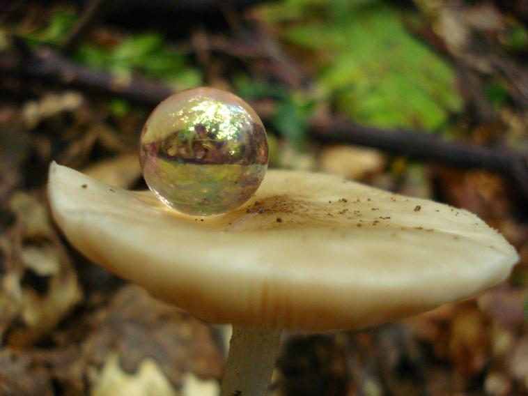 mushroom bubble - Anna Stier - Cliquer pour afficher en grand