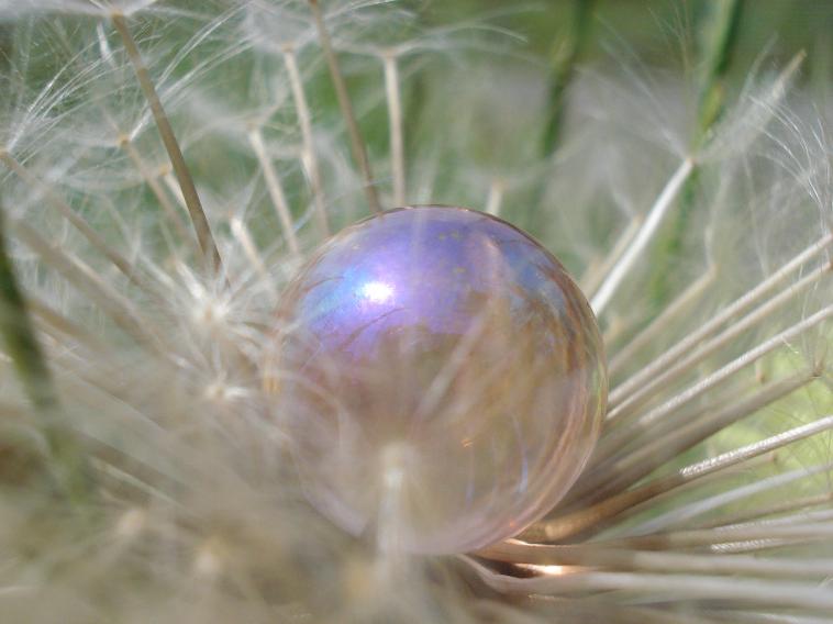 dandelion bubble - Anna Stier - Click to enlarge