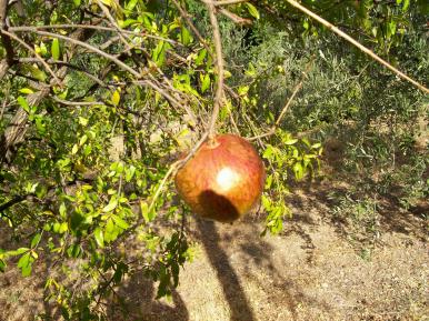 Grenade (fruit) - Véronique Remy