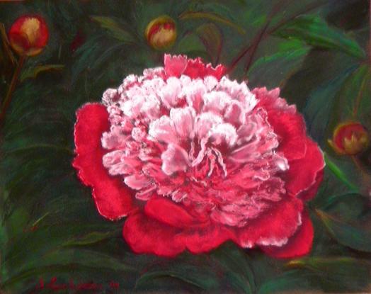 pivoine - Jo Combasson
