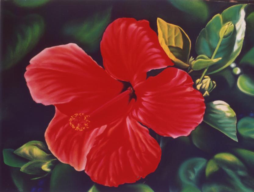 L'HIBISCUS - Alain Dambès - Cliquer pour afficher en grand