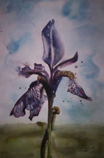 Iris de Sibérie - Mohamed Srir