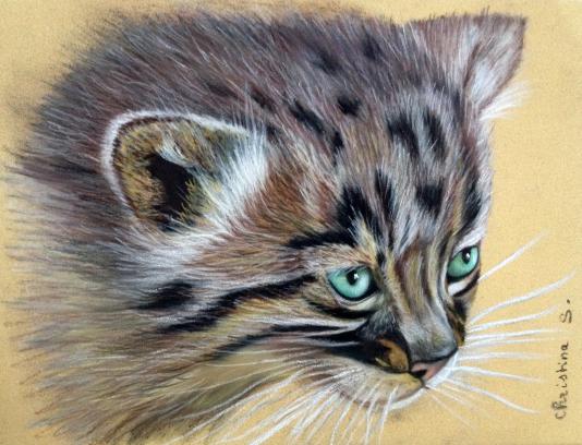 Chat de Pallas ou Manul - Christine Slimani