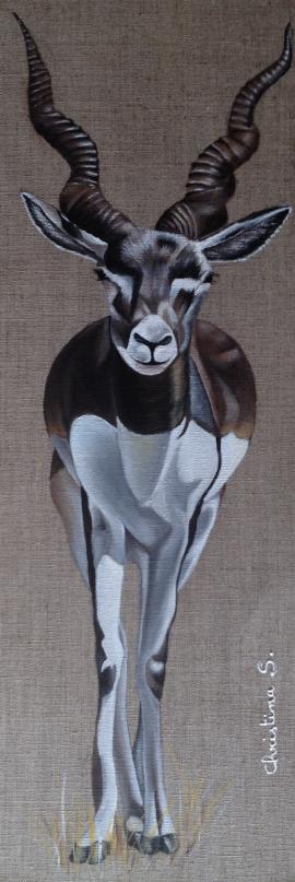 Gazelle de Thomson - Christine Slimani