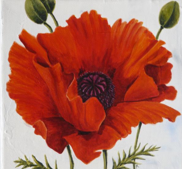 Coquelicot Froissé - Valérie Stapleton - Click to enlarge