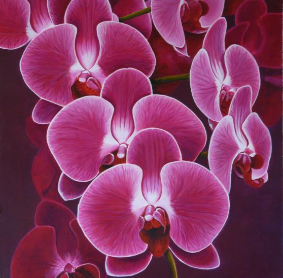 Orchidées - Valérie Stapleton