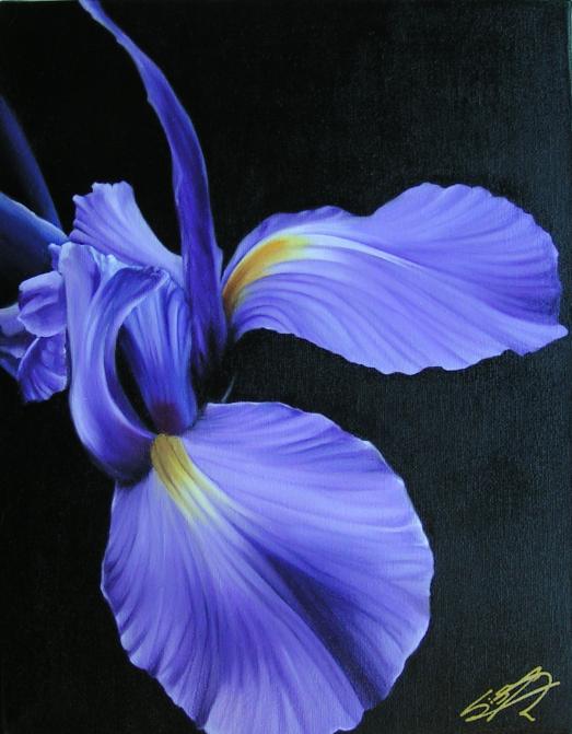Iris - Cynthia Guilpin
