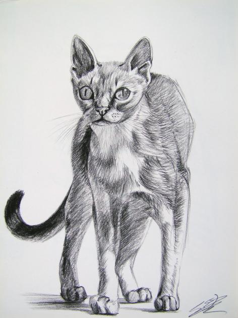 Chat Singapura - Cynthia Guilpin