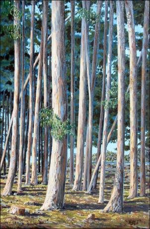 Eucalyptus à Mar - Gérard Hardy